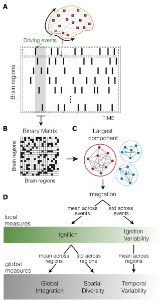 Figura 1. Càlcul de mesures de complexitat dinàmica basades en l'encesa. Aquests esdeveniments d'ignició intrínseca reflecteixen la capacitat d'una determinada regió cerebral per iniciar la propagació de l'activitat neuronal a altres regions del cervell.