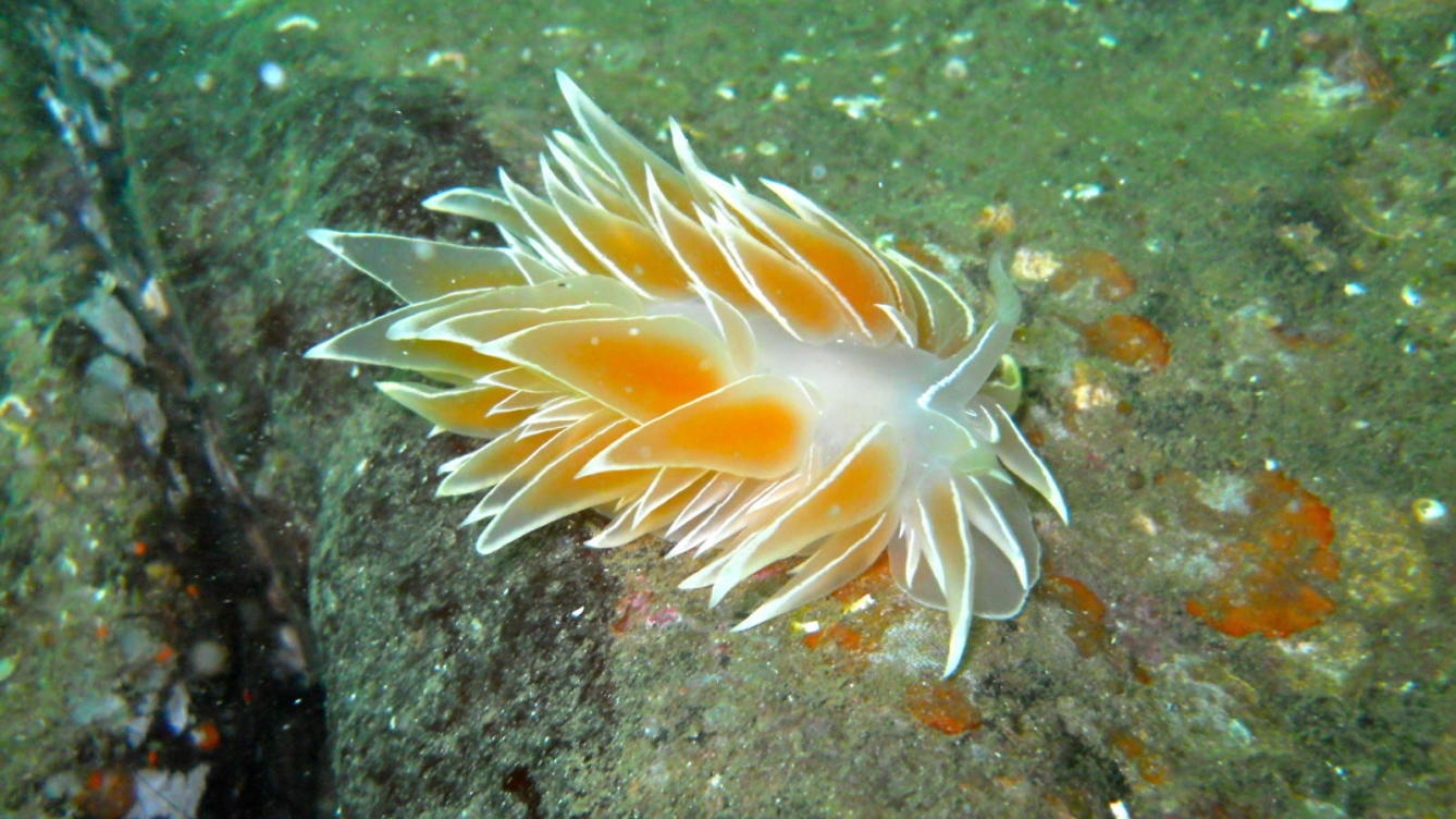 Nudibranqui descobert a la costa de Barcelona Imatge inicial - Nudibranqui descobert a la costa de Barcelona