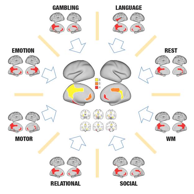 La nueva identificación del espacio de trabajo global resulta de la intersección de regiones cerebrales causales clave implicadas en la orquestación de la realización de siete tareas cognitivas y el estado de reposo. Imatge inicial - La nueva identificación del espacio de trabajo global resulta de la intersección de regiones cerebrales causales clave implicadas en la orquestación de la realización de siete tareas cognitivas y el estado de reposo.
